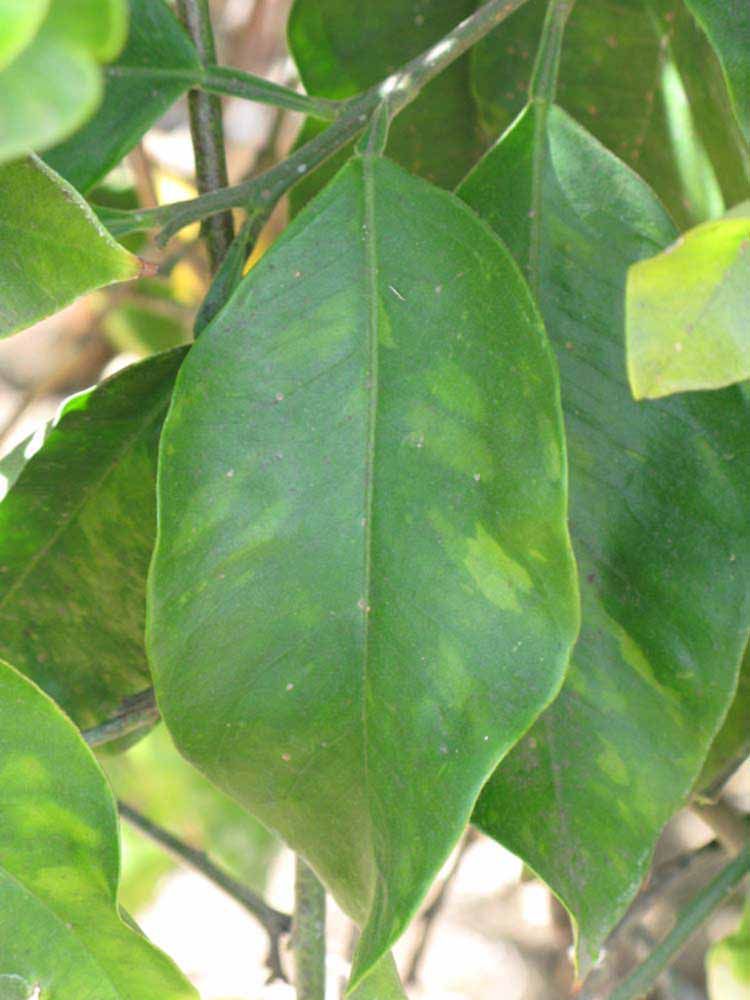              Unifoliolate leaf (Riverside, CA)       